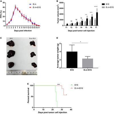 Babesia microti Infection Inhibits Melanoma Growth by Activating Macrophages in Mice